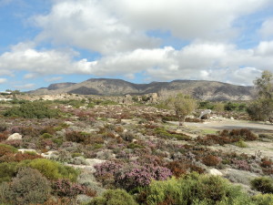 The beautiful heather that is everywhere on Elafonisi beach