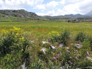 On the high plateau above Spilli - wild Orchids & Tulips