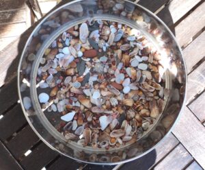 Shells I collected at Falasarna
