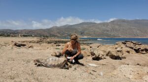 Discovering the dead Sea Turtle on the Kissamos Coastline
