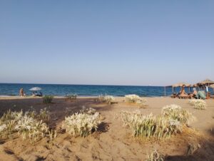 The wild sea daffodils next to Almy on Kalyves beach