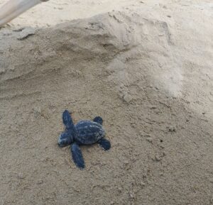 One of the Baby Turtles that hatched on Almyrida beach